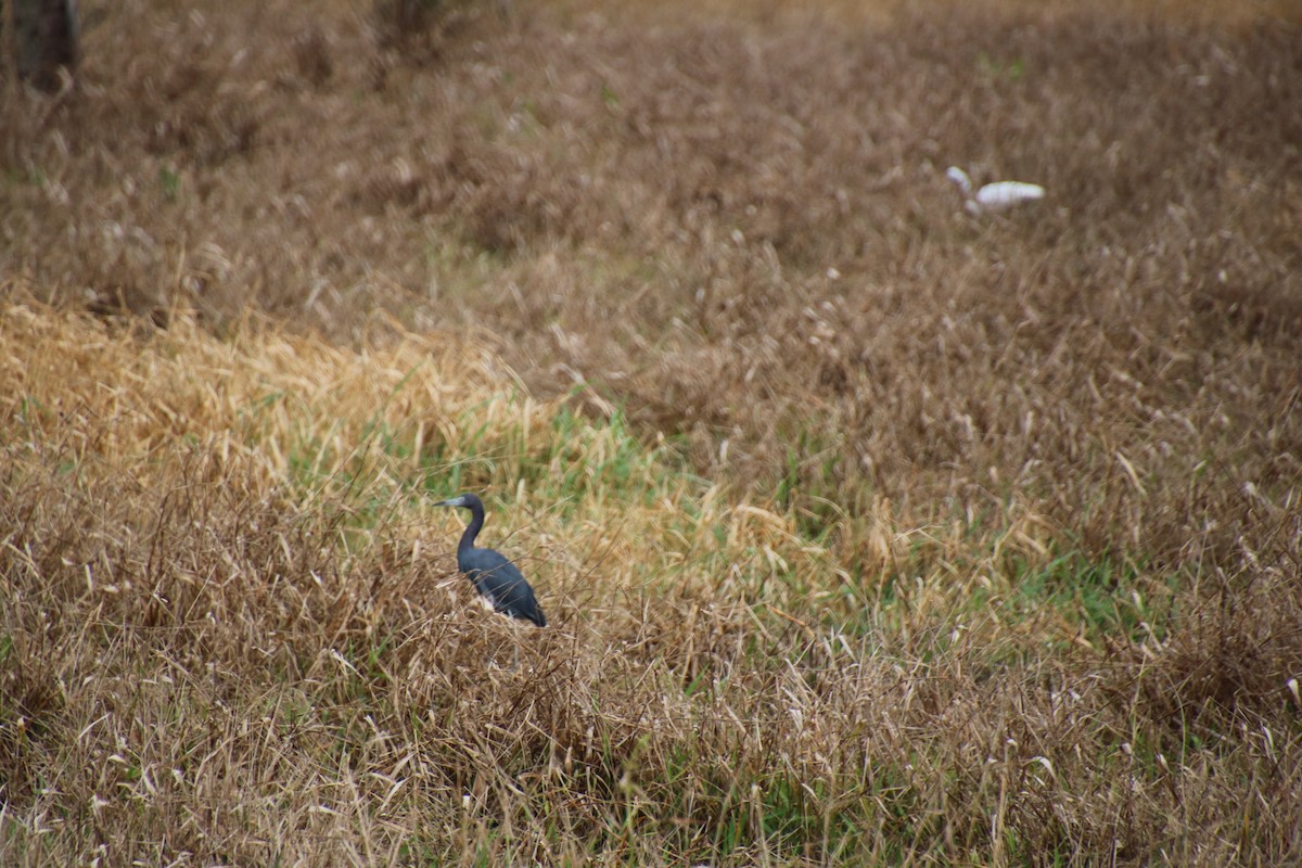 Little Blue Heron - ML480821331