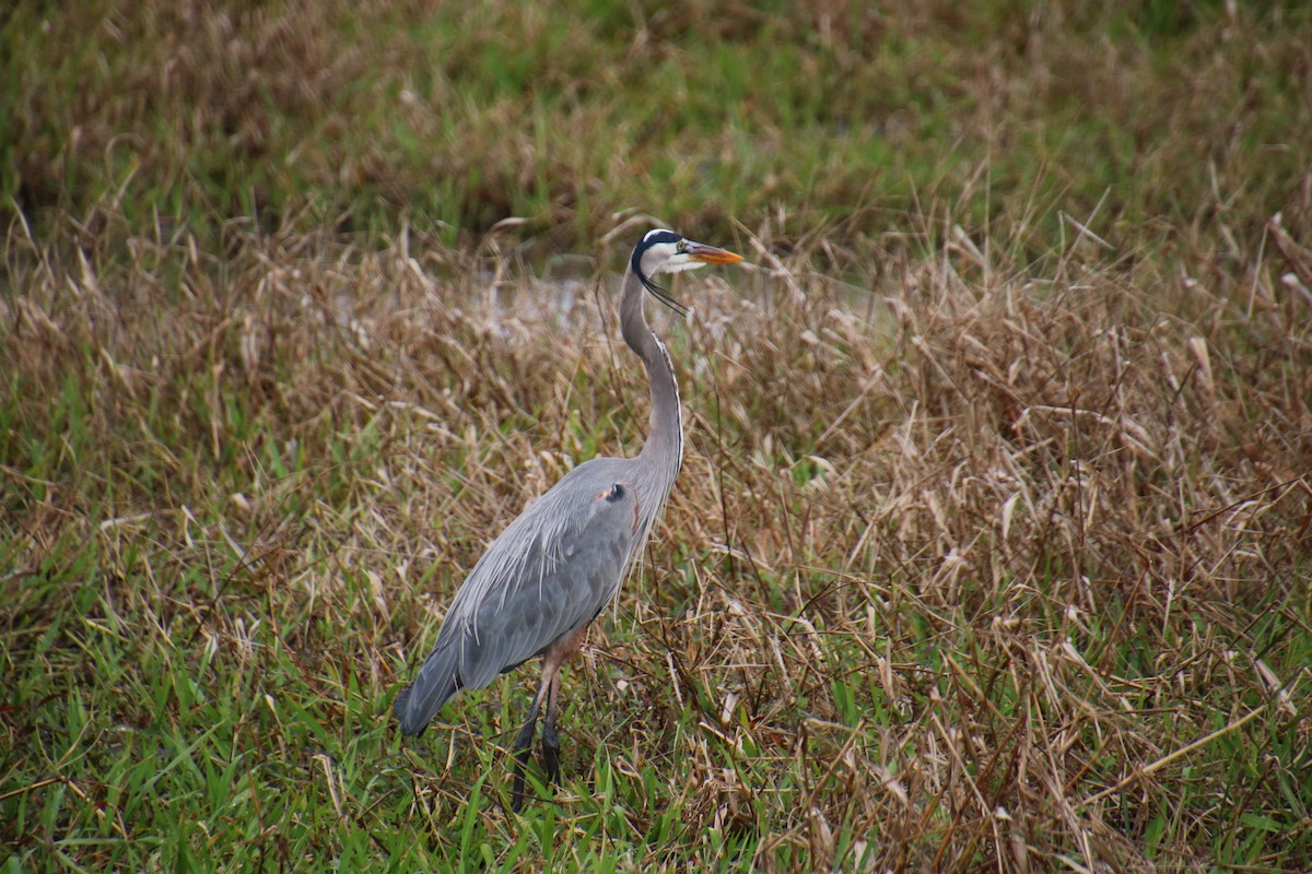 Garza Azulada - ML480821421