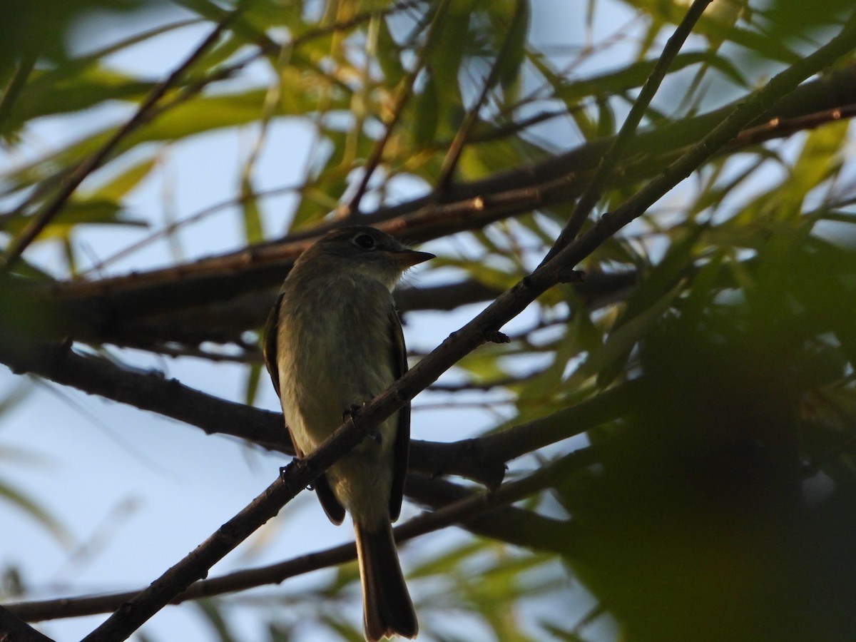 Least Flycatcher - ML480823261