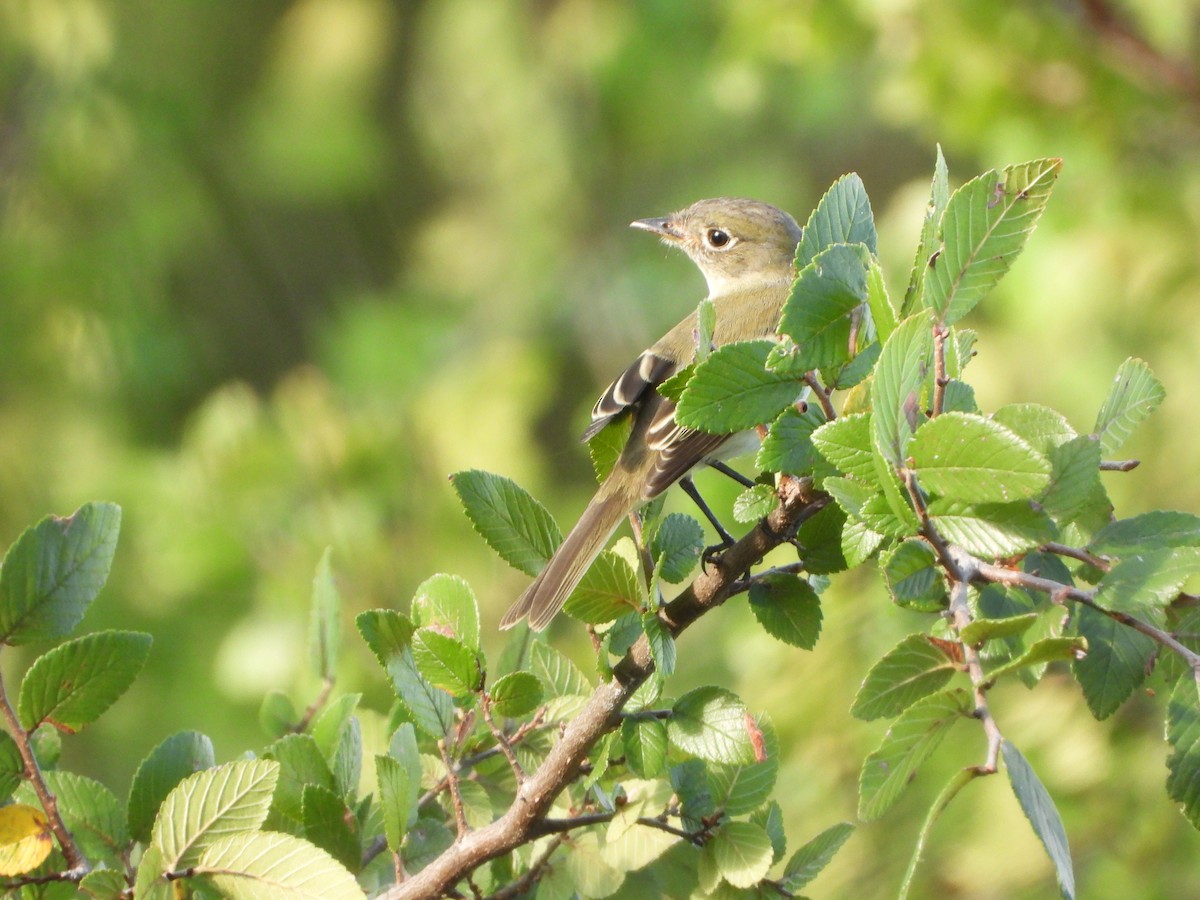 Least Flycatcher - ML480823351