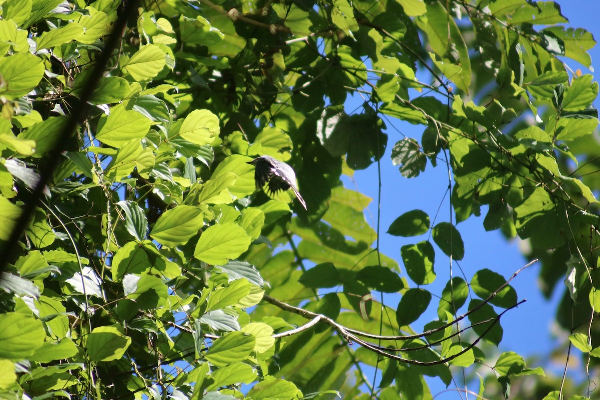 Lesser Cuckooshrike - ML480823701