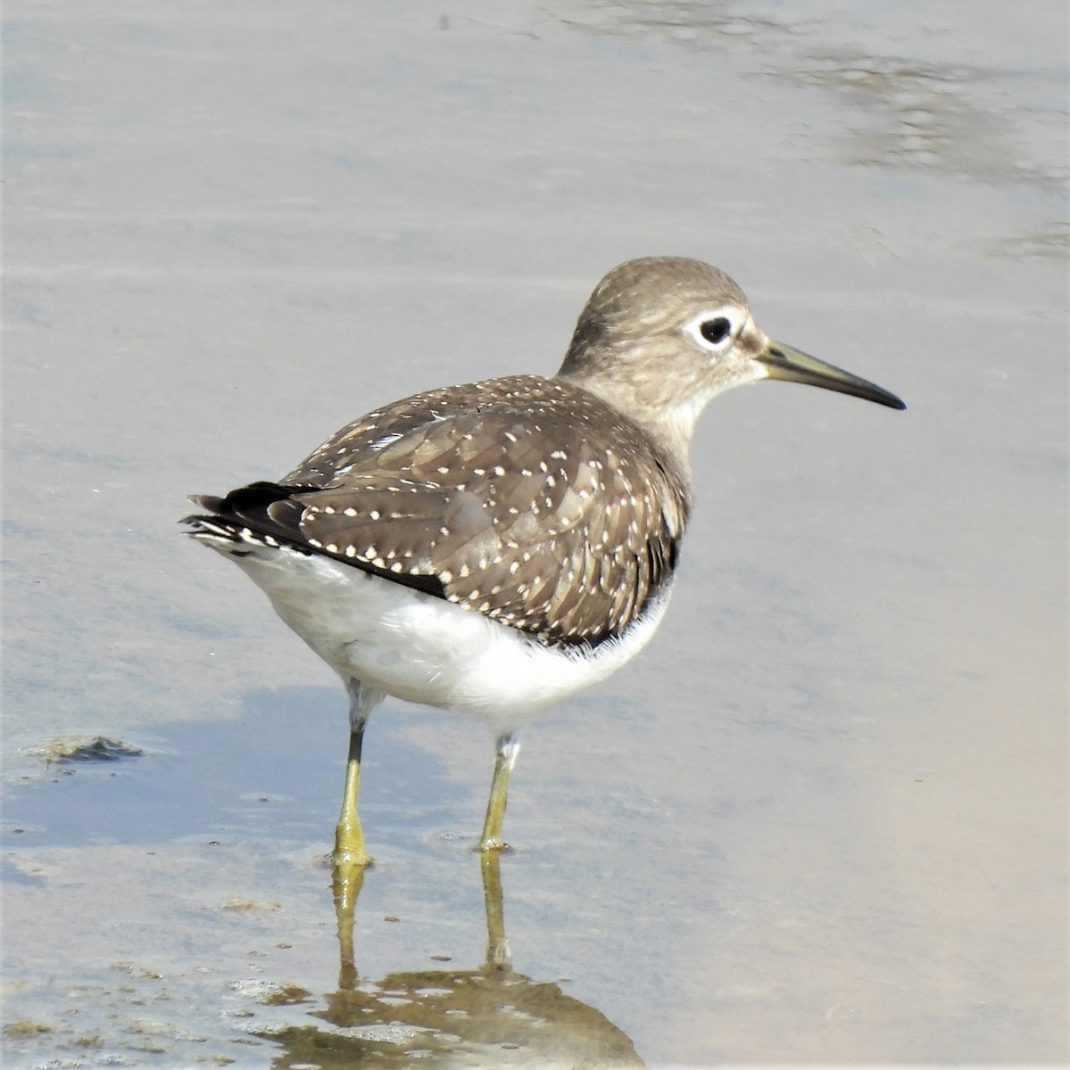 Solitary Sandpiper - Michael I Christie