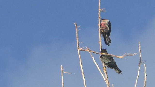 Lewis's Woodpecker - ML480824261