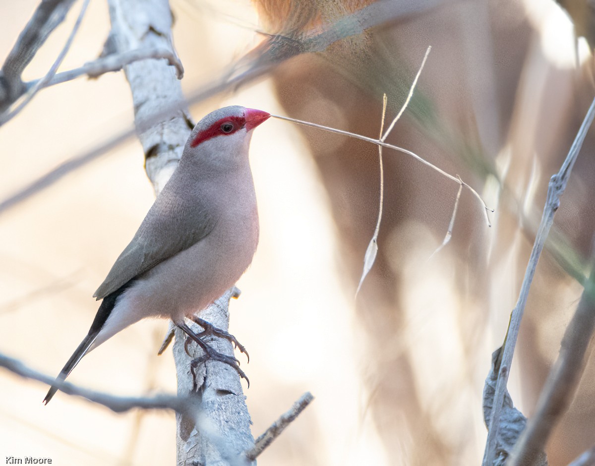 Black-rumped Waxbill - ML480824851