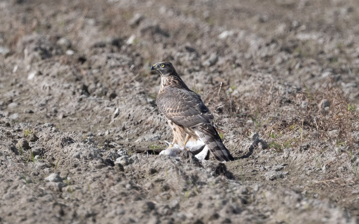 Eurasian Goshawk - ML480828401