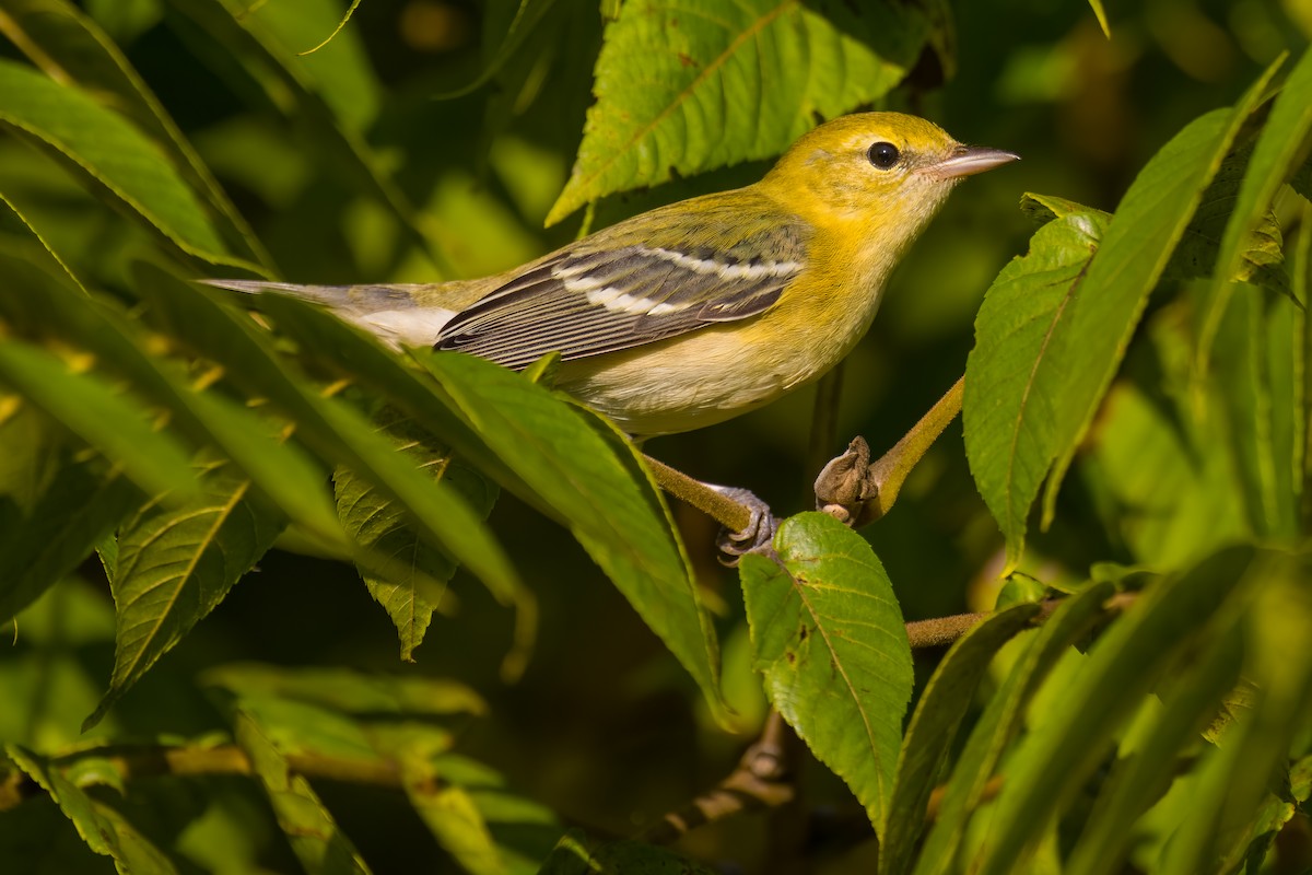 Bay-breasted Warbler - ML480828761