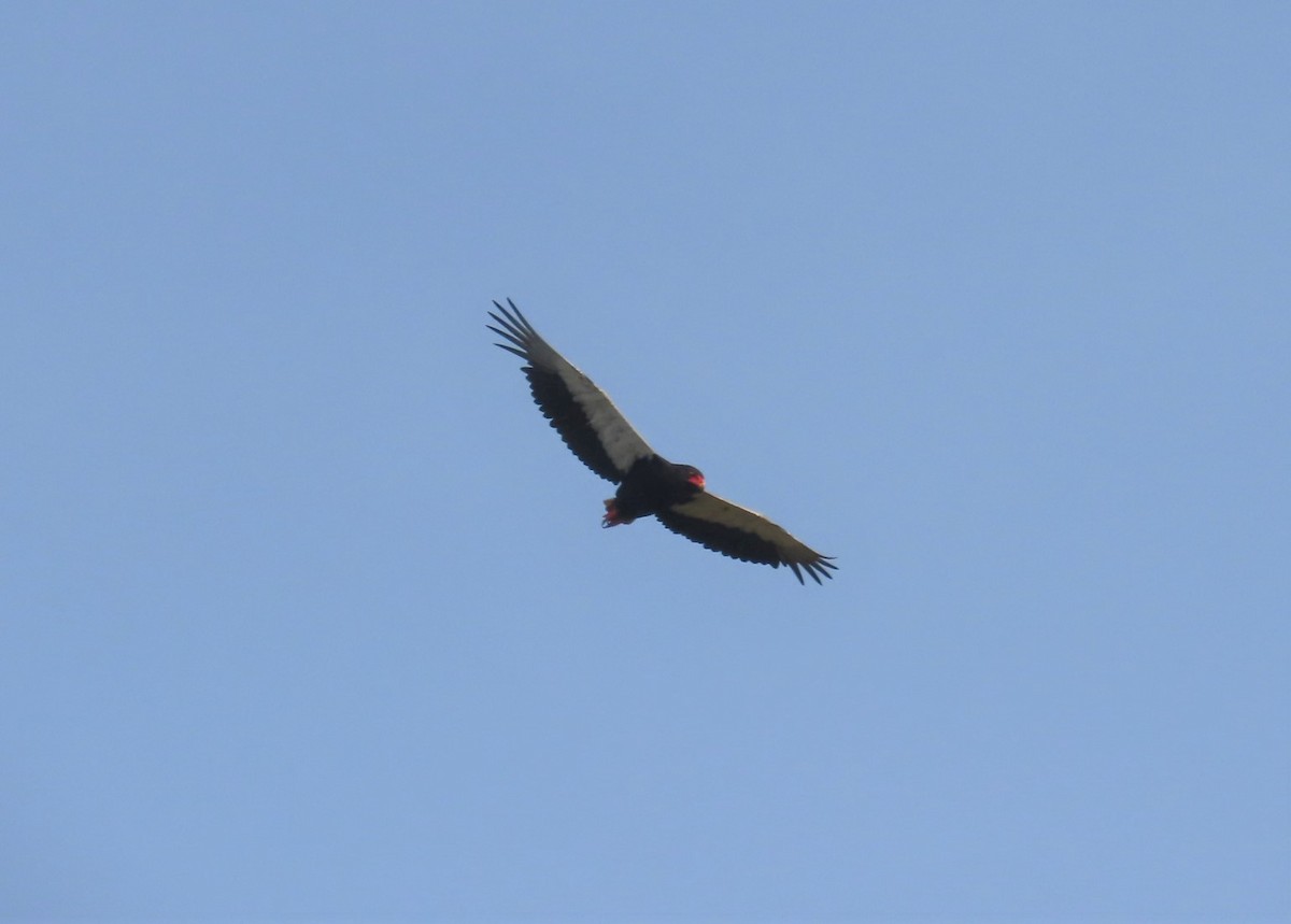 Bateleur des savanes - ML480829931