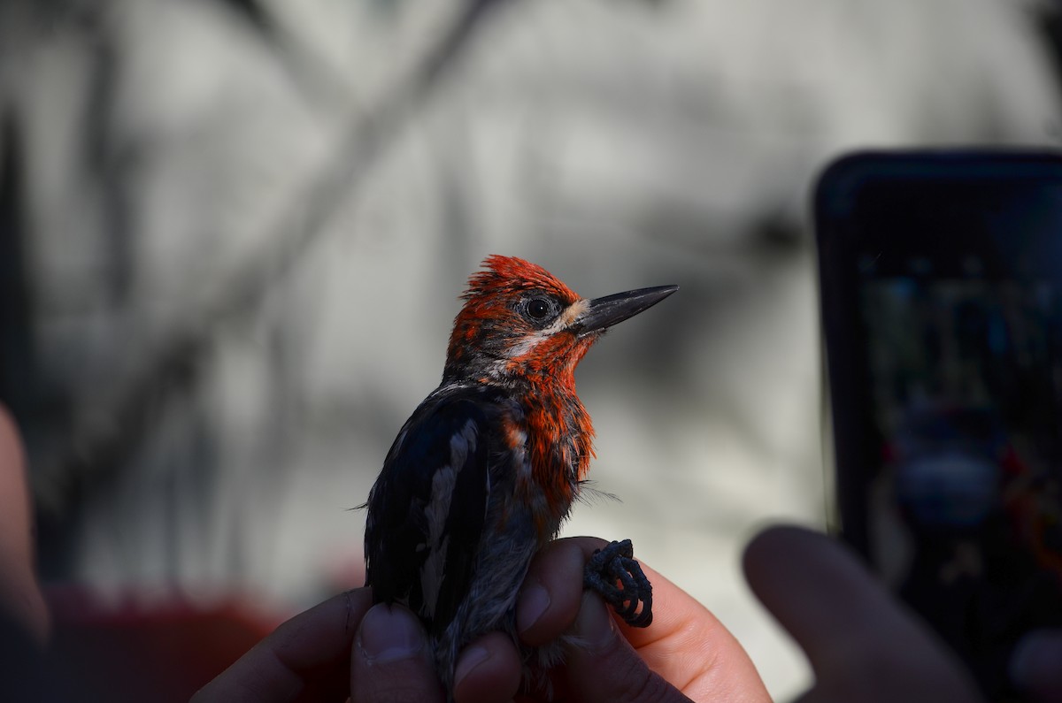 Red-breasted Sapsucker - ML480831951