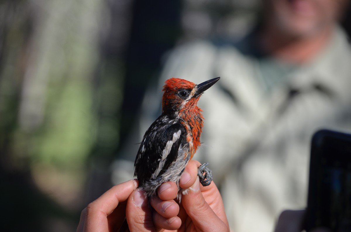 Red-breasted Sapsucker - ML480831981