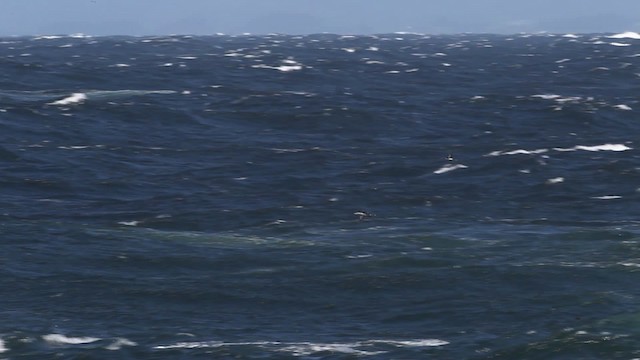 loon sp. - ML480833