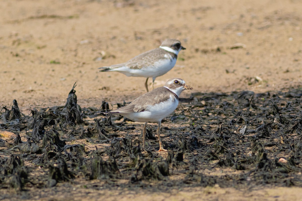 Semipalmated Plover - ML480834891