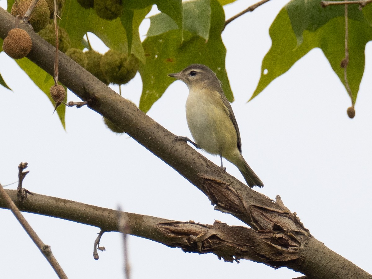 Warbling Vireo (Eastern) - ML480835951