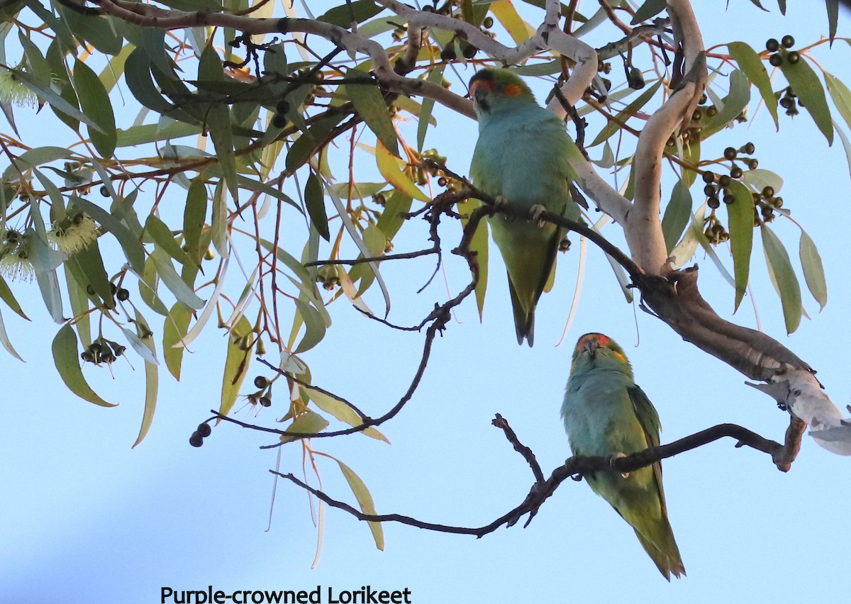 Purple-crowned Lorikeet - ML480836601