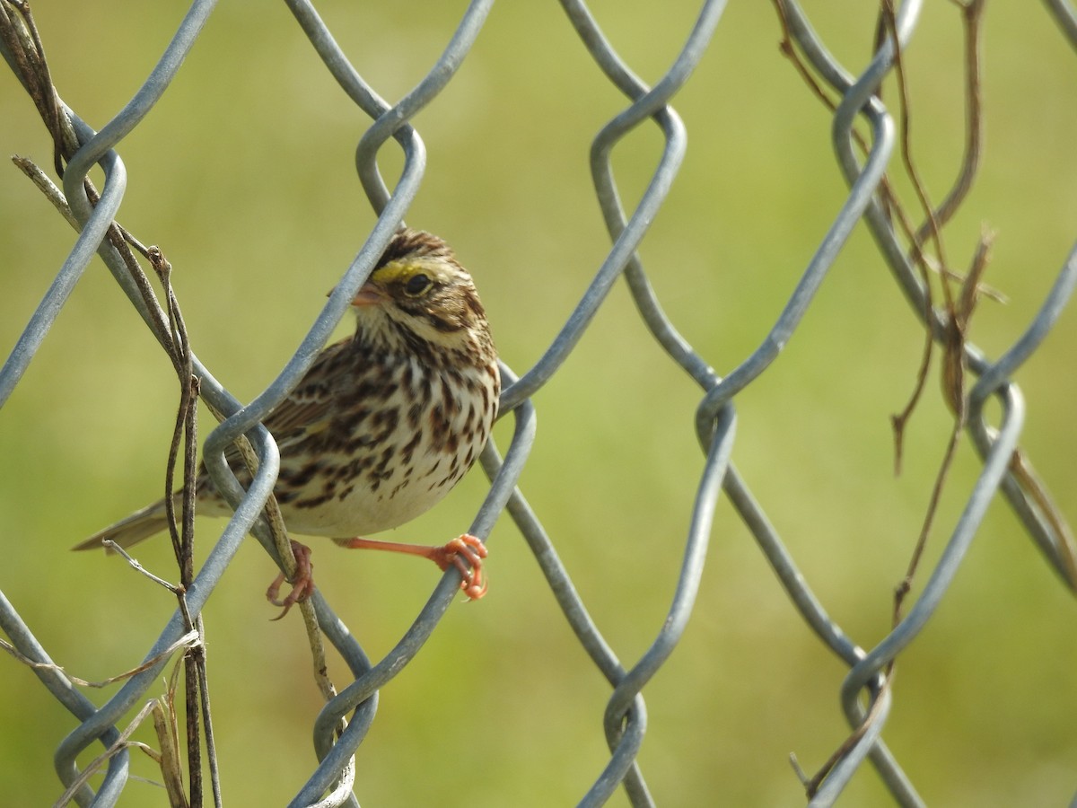 Savannah Sparrow - ML48083681