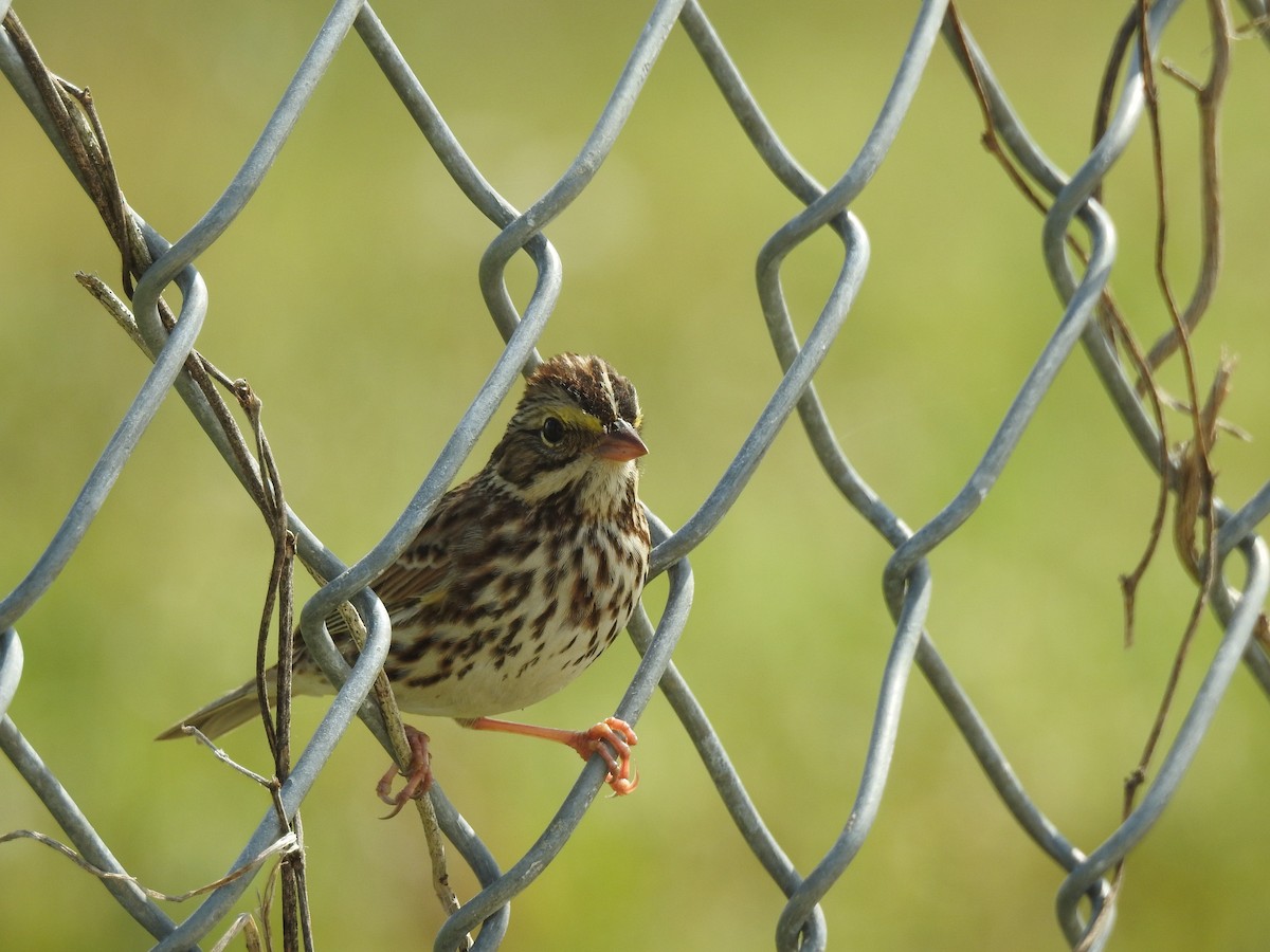 Savannah Sparrow - ML48083751