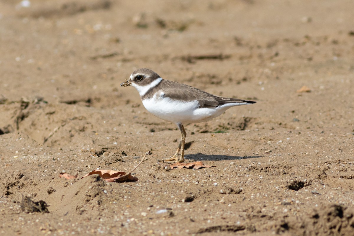 Semipalmated Plover - ML480837661