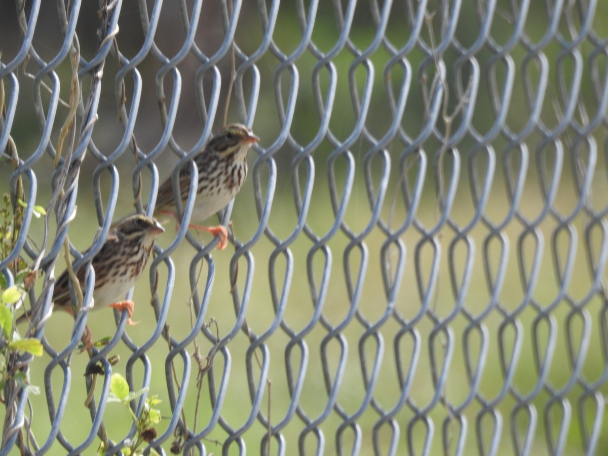 Savannah Sparrow - ML48083831