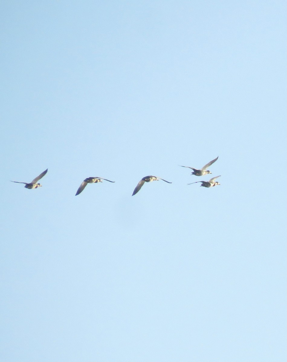 Common Eider - ML480839381