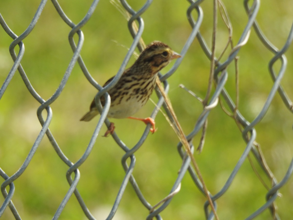 Savannah Sparrow - ML48083971