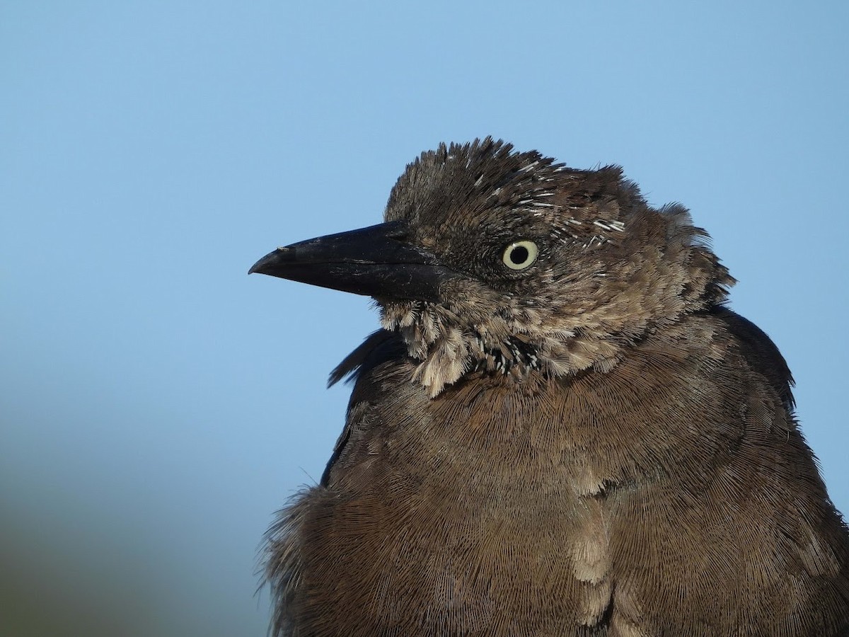 Great-tailed Grackle - ML480840371