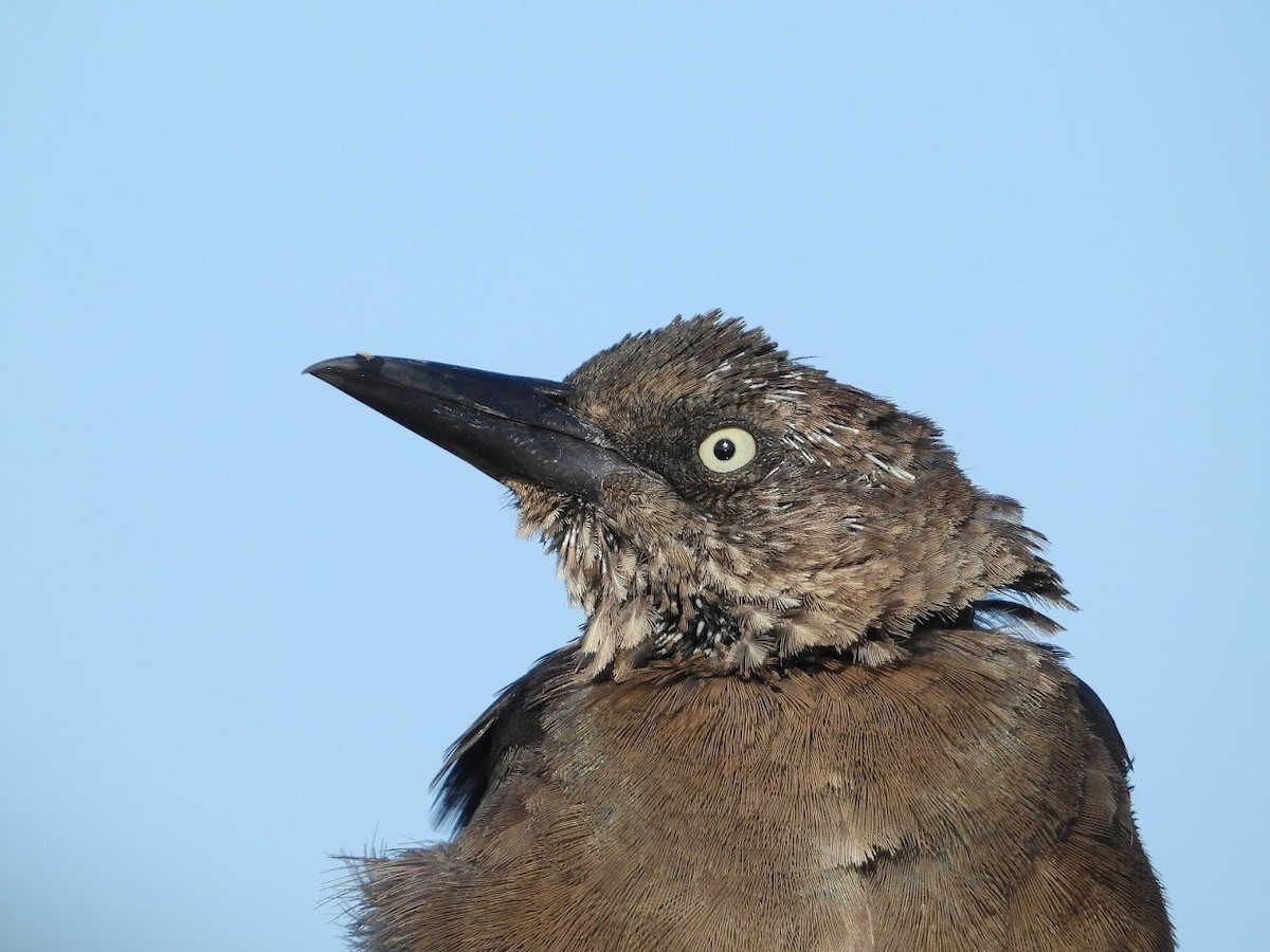 Great-tailed Grackle - ML480840411