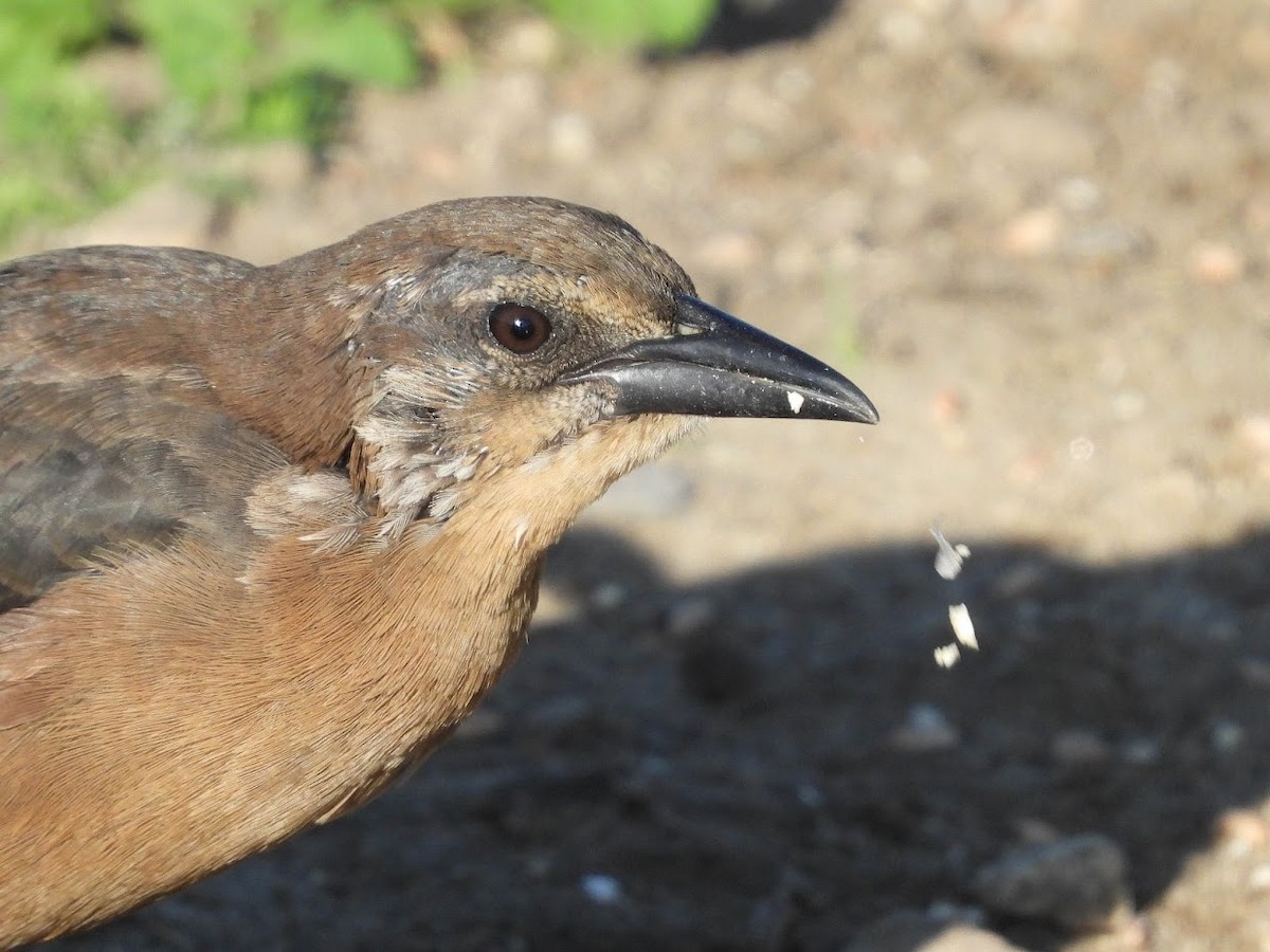 Great-tailed Grackle - ML480840471
