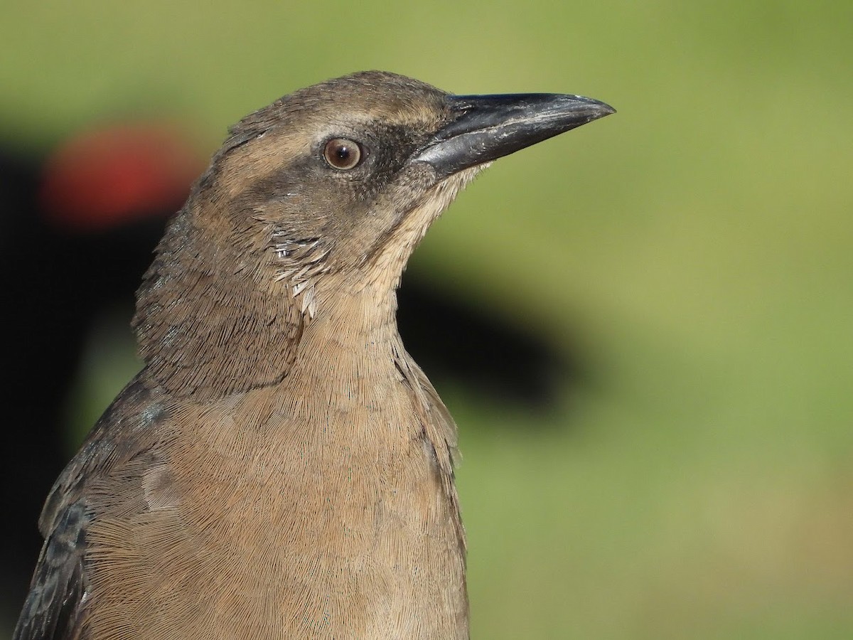 Great-tailed Grackle - ML480840531