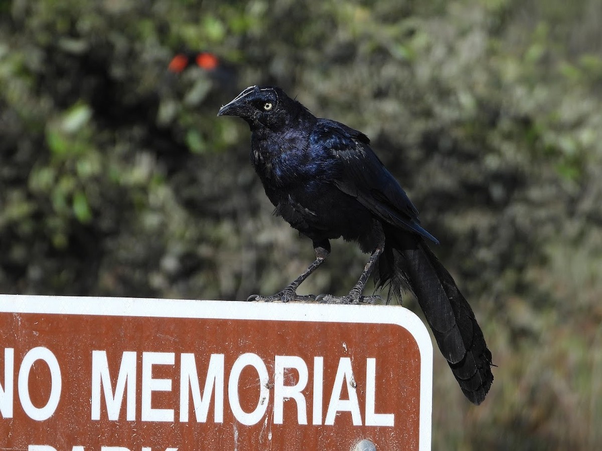 Great-tailed Grackle - ML480840631