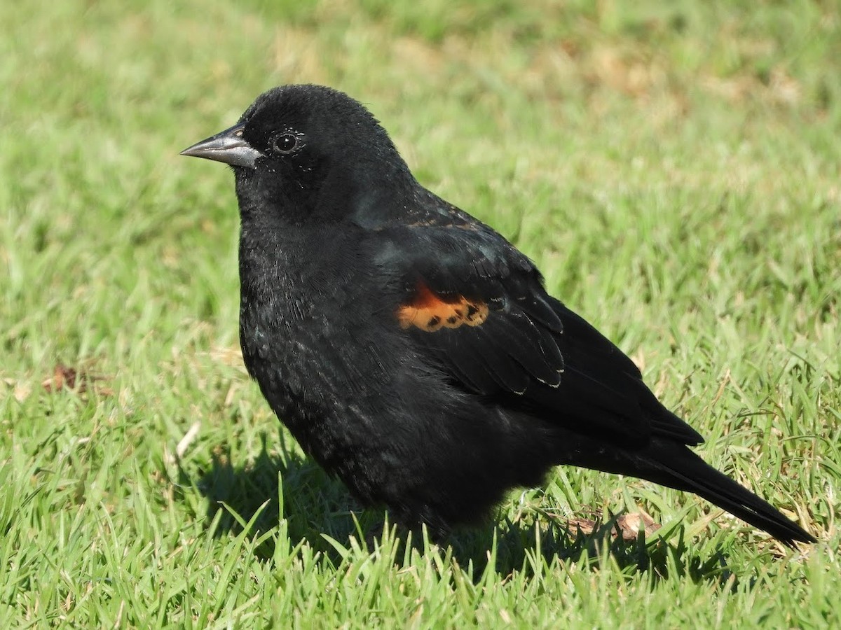 Red-winged Blackbird - ML480840661