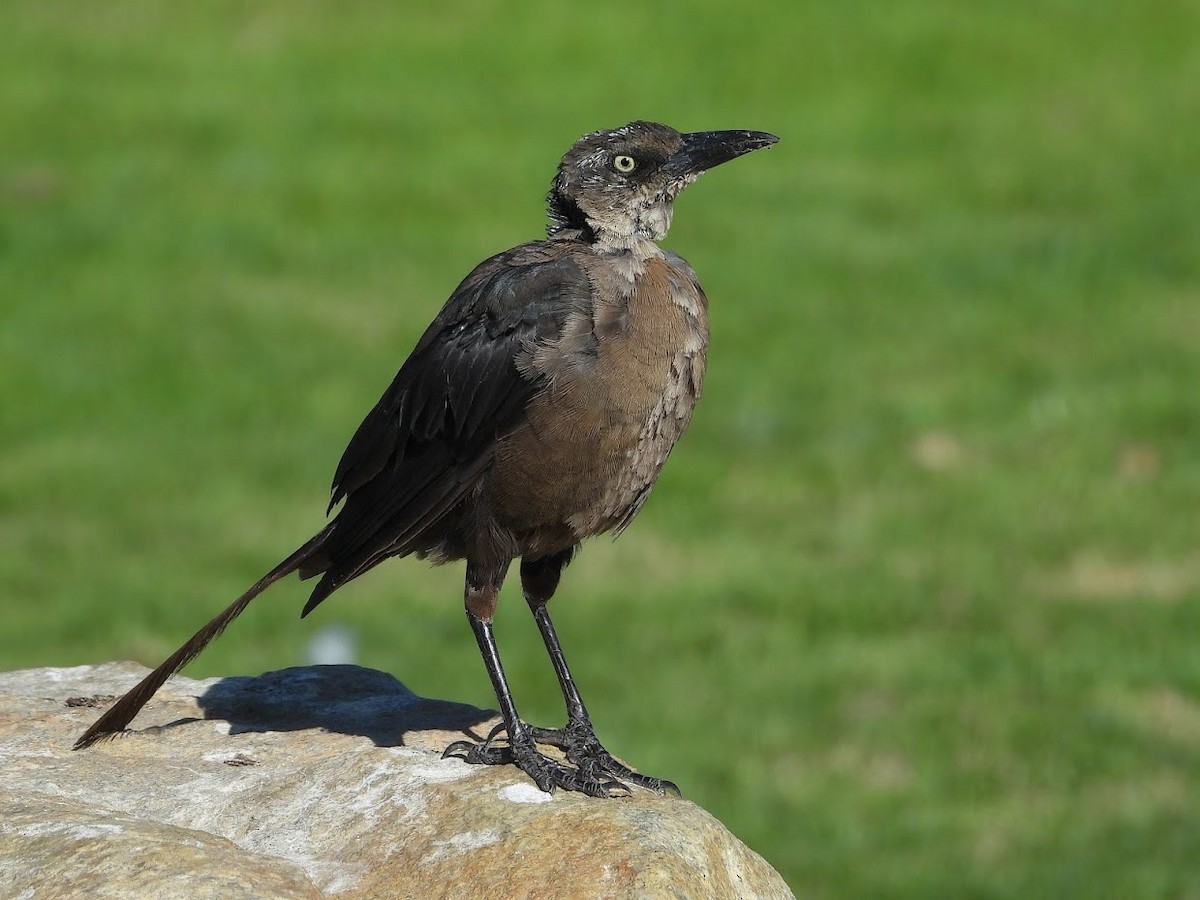 Great-tailed Grackle - ML480840691