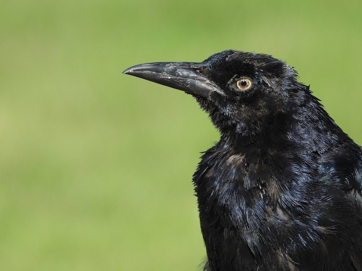 Great-tailed Grackle - ML480840751