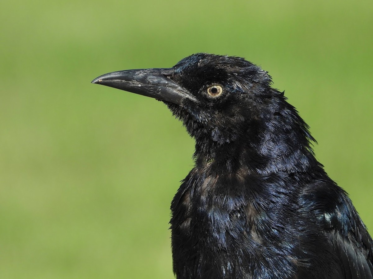Great-tailed Grackle - ML480840771