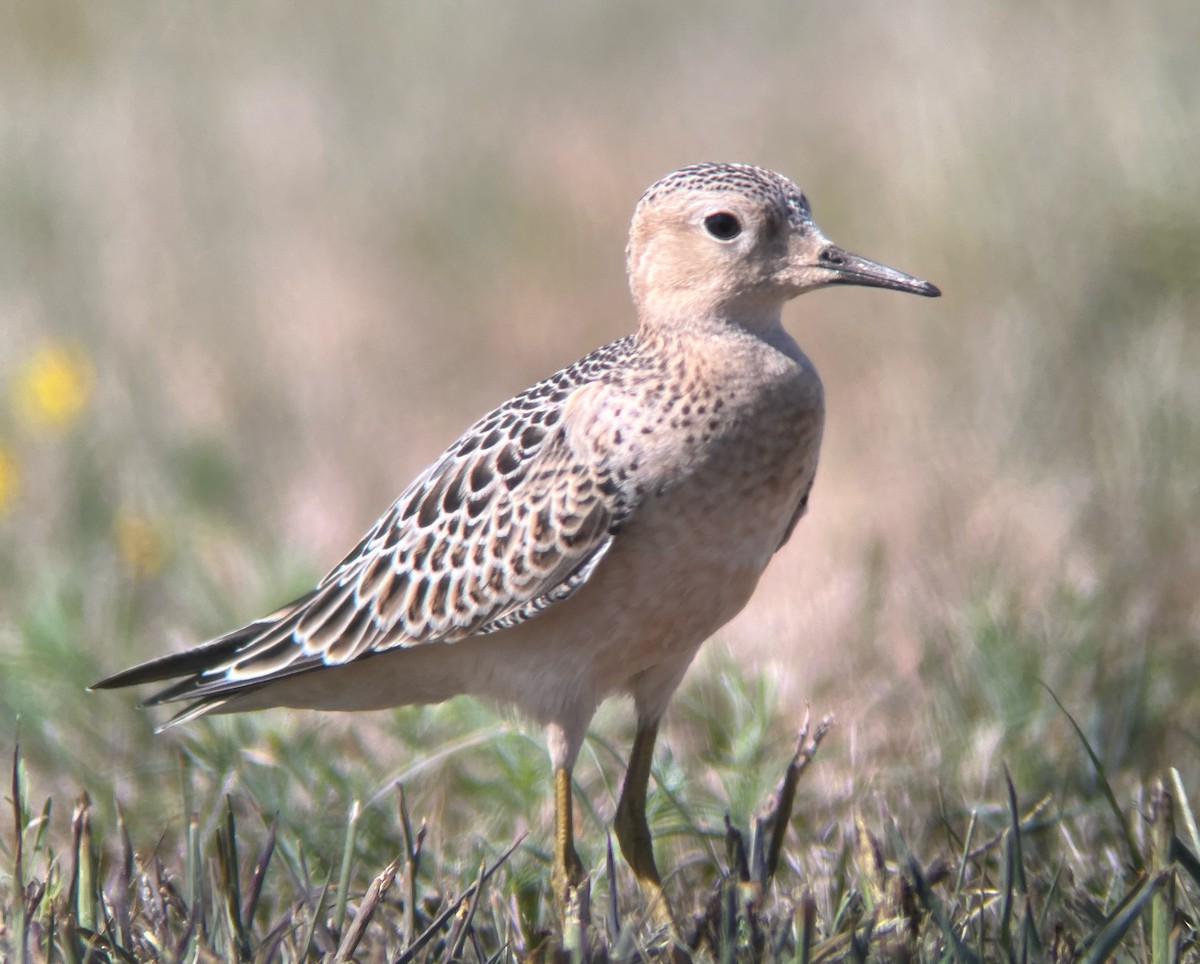 Buff-breasted Sandpiper - ML480840851