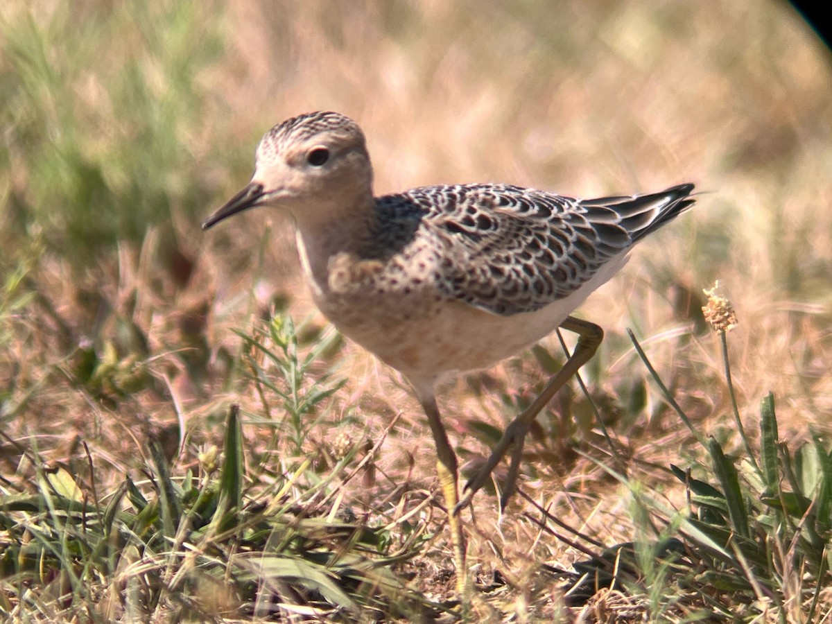 Buff-breasted Sandpiper - ML480840861