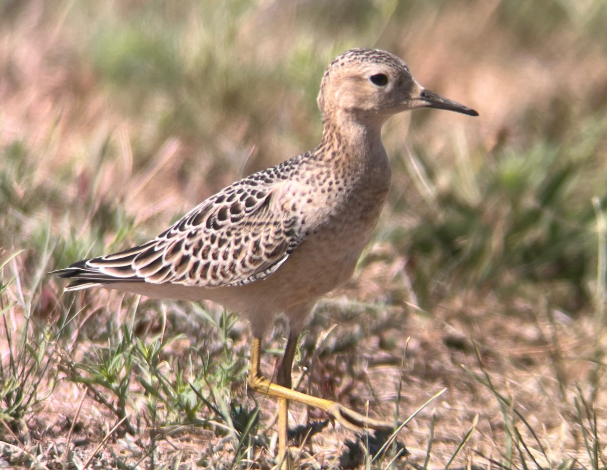 Buff-breasted Sandpiper - ML480840871