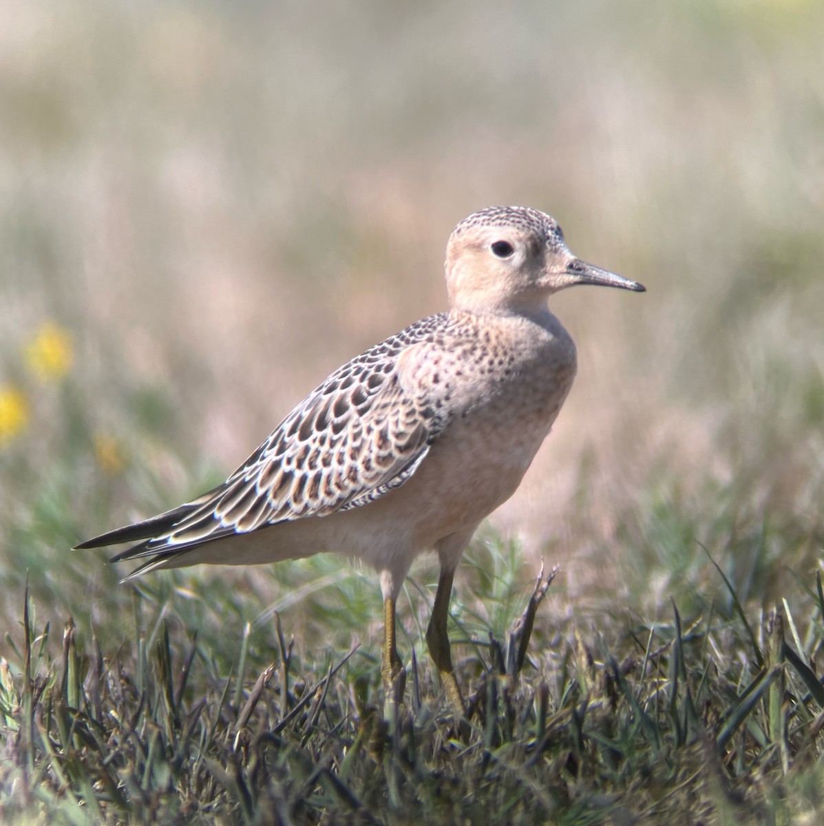 Buff-breasted Sandpiper - ML480840881