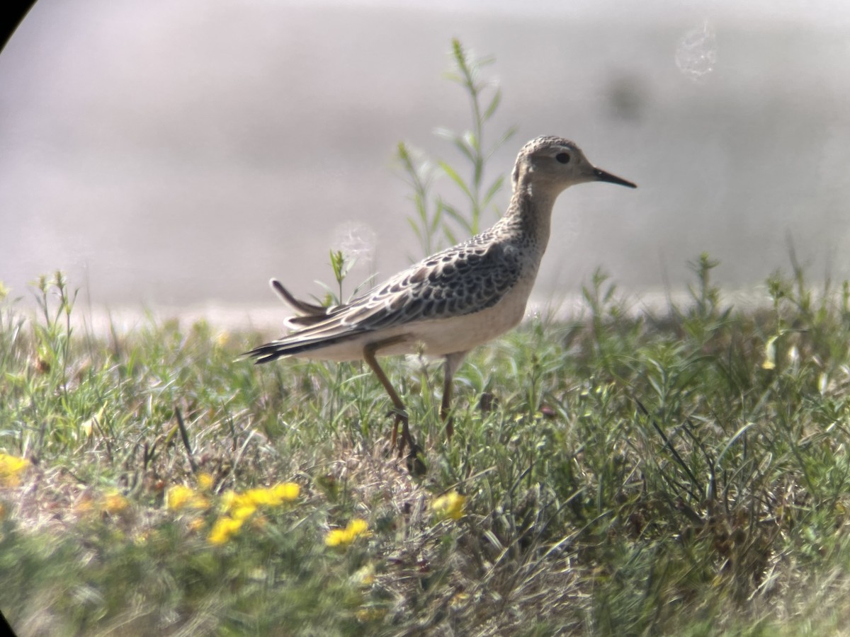 Buff-breasted Sandpiper - ML480840921