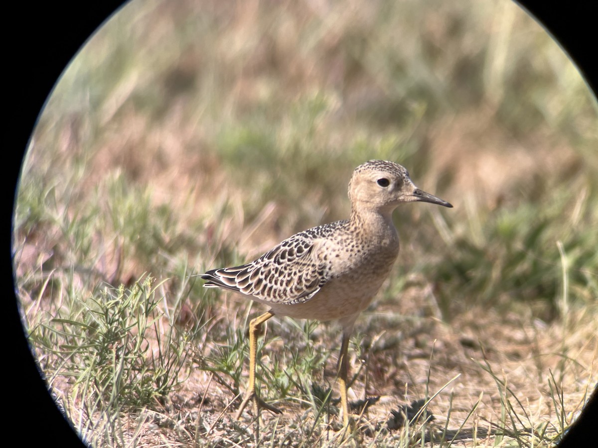 Buff-breasted Sandpiper - ML480840931