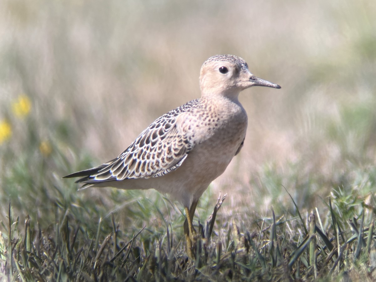 Buff-breasted Sandpiper - ML480840941