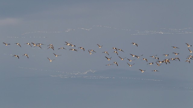 Branta kanadar txikia - ML480843