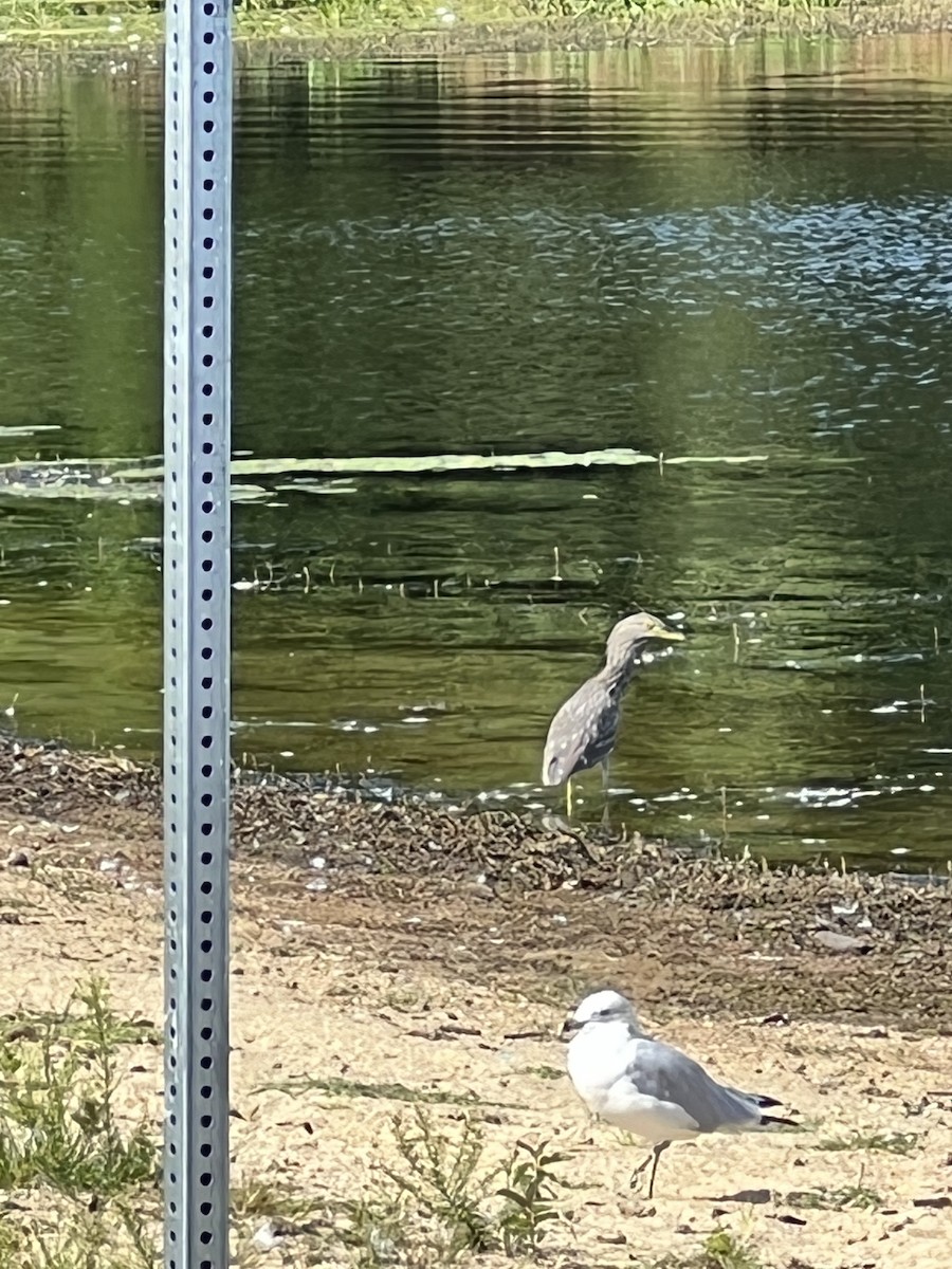 Black-crowned Night Heron - ML480843961