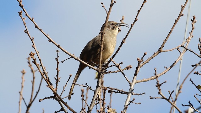 California Thrasher - ML480845