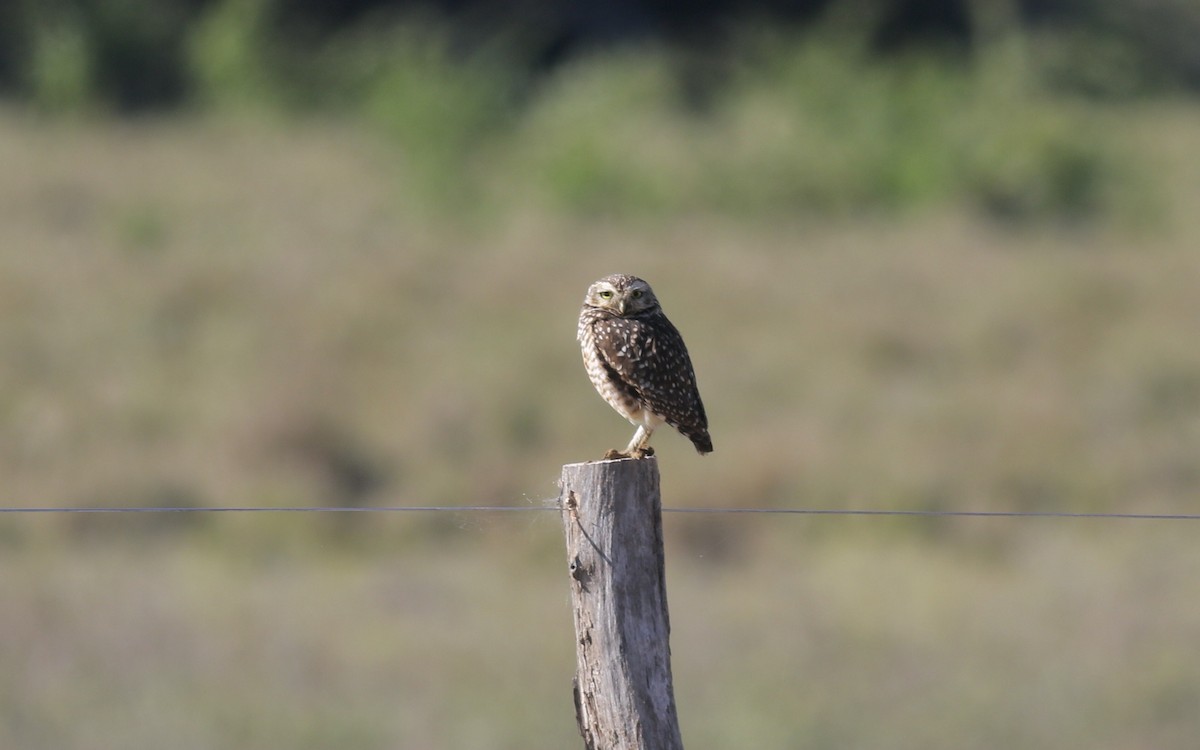 Burrowing Owl - ML480845341