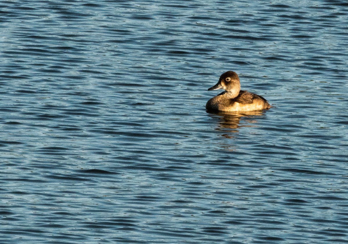 Ring-necked Duck - ML480845801