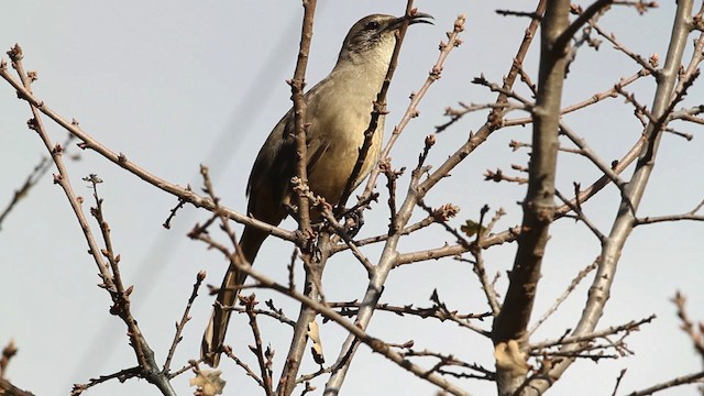 California Thrasher - ML480846