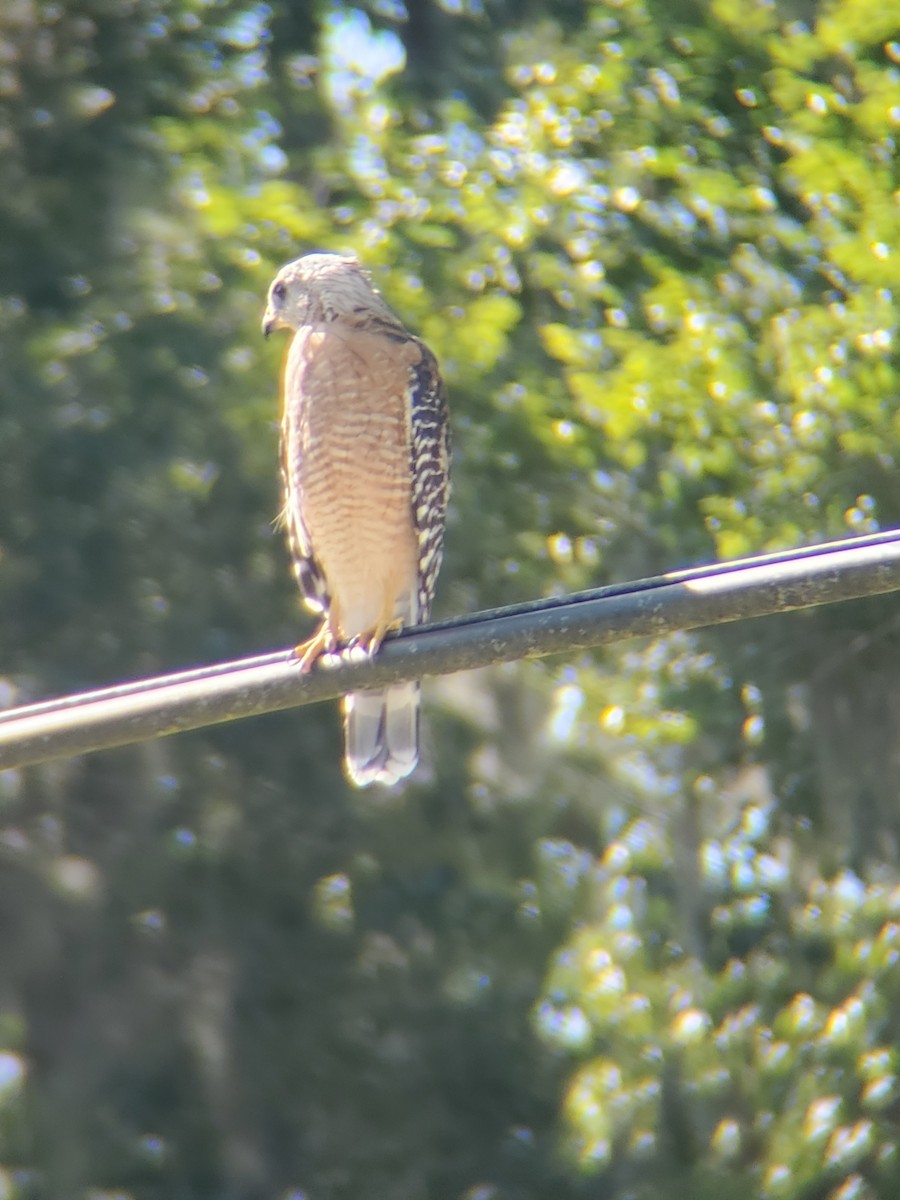 Red-shouldered Hawk - ML480846711