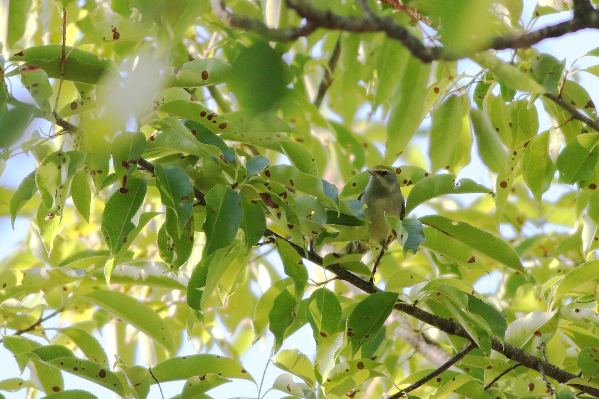 Golden-winged Warbler - Jeff Ellerbusch