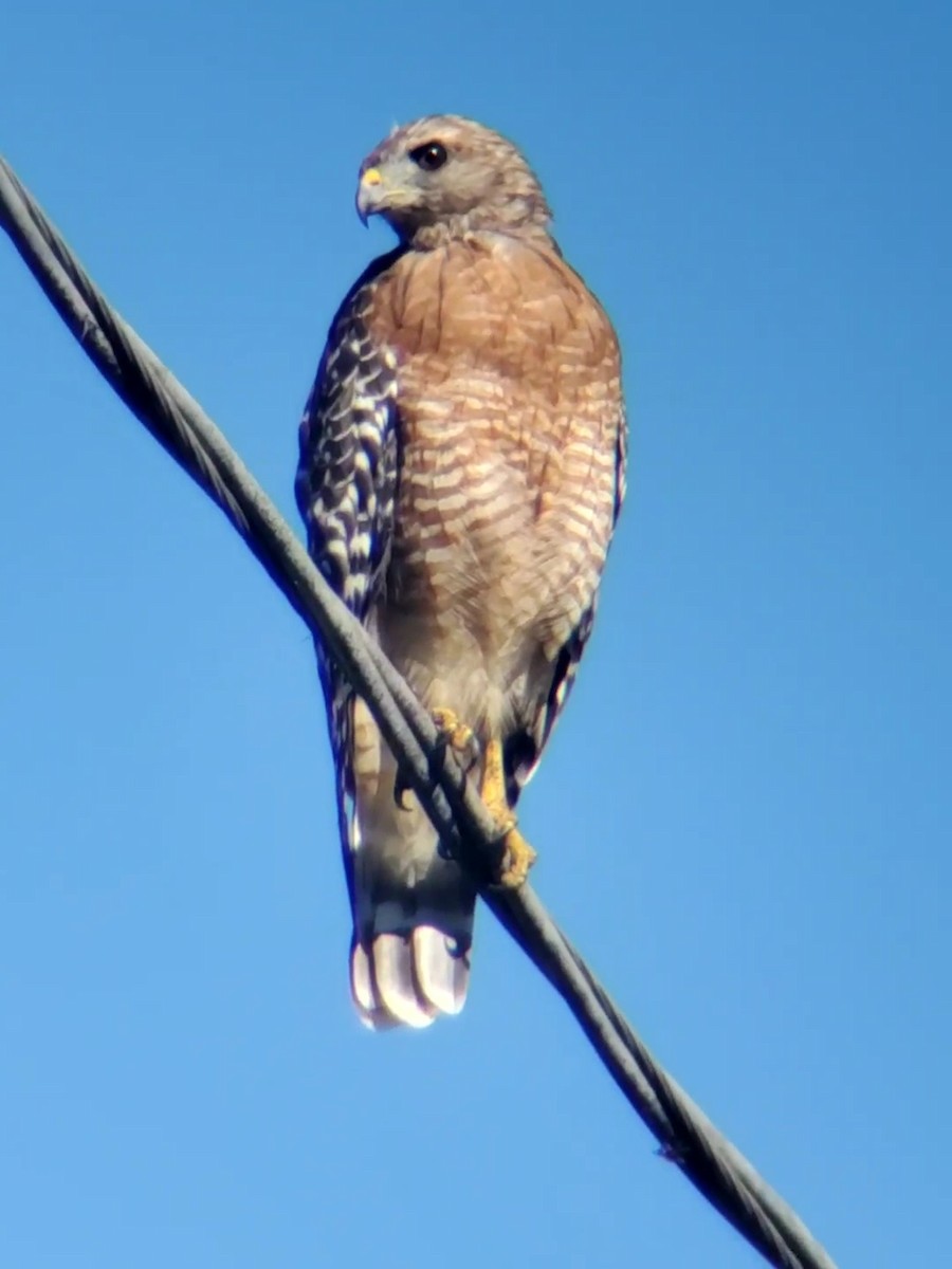 Red-shouldered Hawk - ML480846811