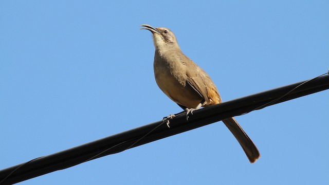 California Thrasher - ML480847