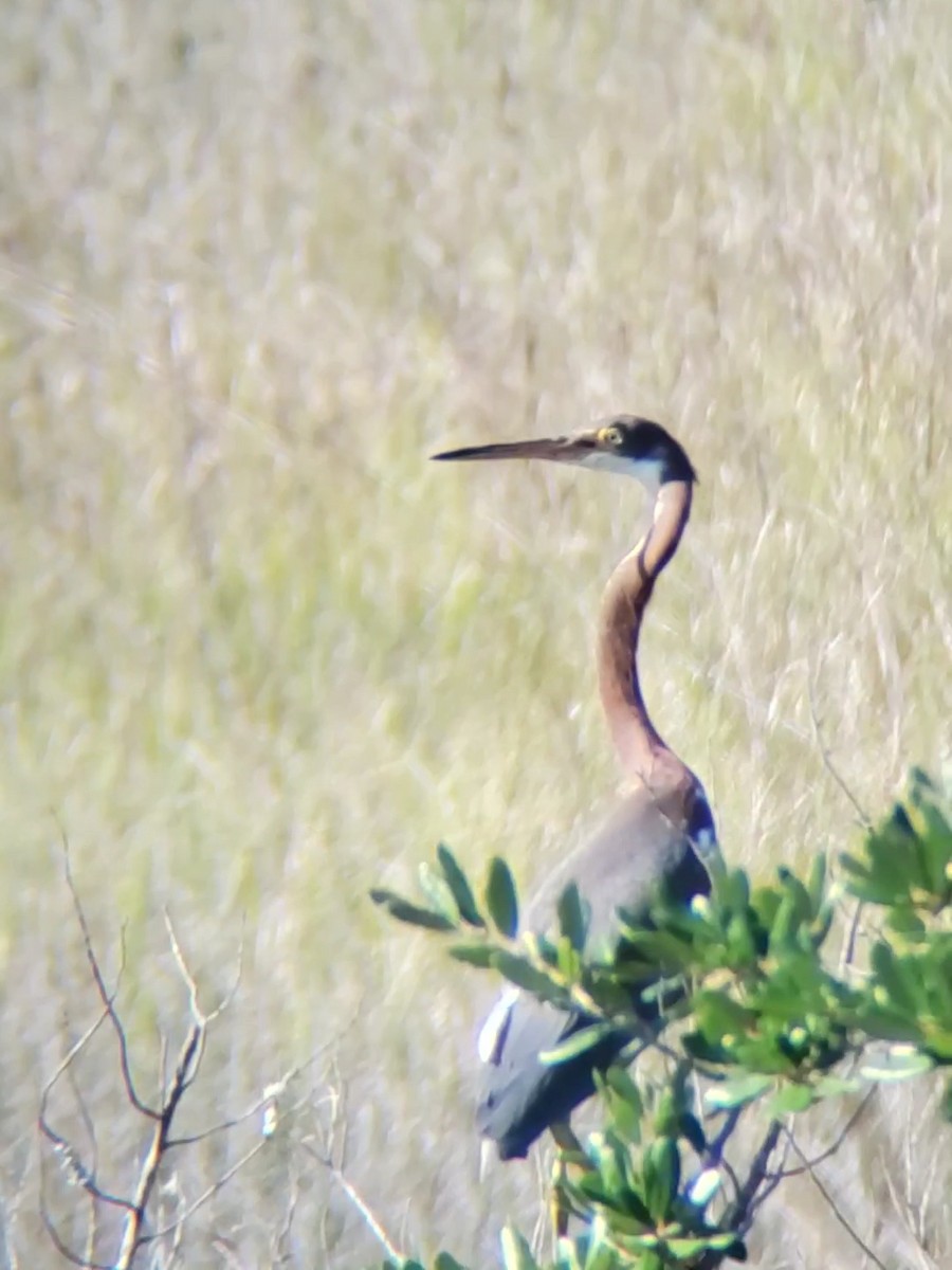 Tricolored Heron - Jane Spinney